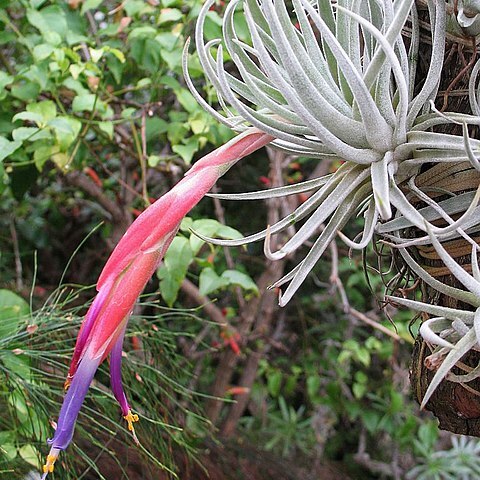 Tillandsia andrieuxii unspecified picture