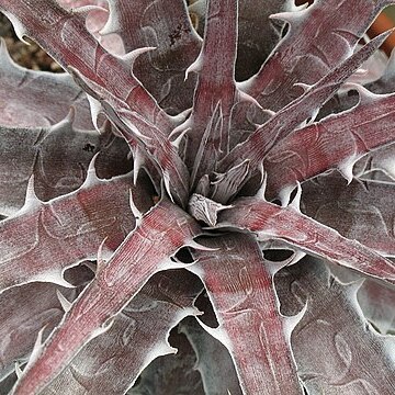 Dyckia goehringii unspecified picture