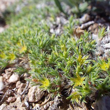 Paronychia sessiliflora unspecified picture