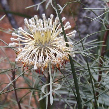 Isopogon dawsonii unspecified picture