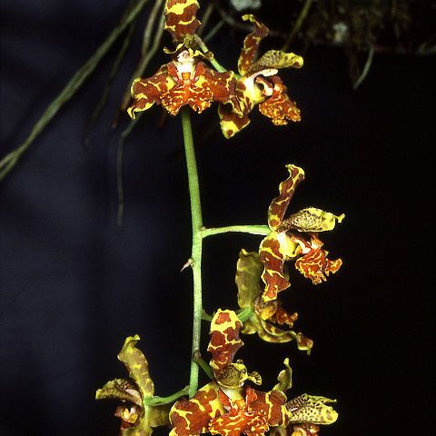 Rudolfiella floribunda unspecified picture