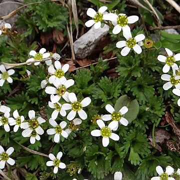 Saxifraga wahlenbergii unspecified picture