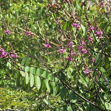 Securidaca longifolia unspecified picture