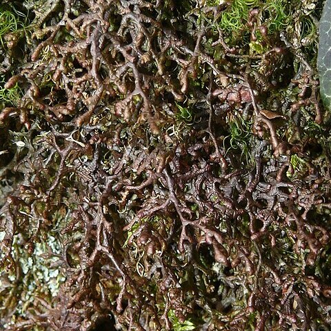 Frullania unspecified picture