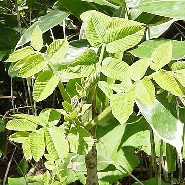 Toxicodendron vernicifluum unspecified picture