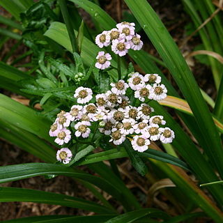 Achillea alpina unspecified picture