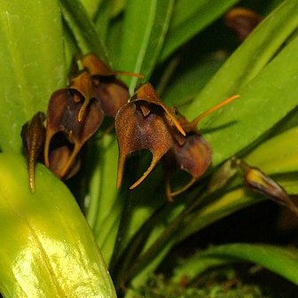 Masdevallia anfracta unspecified picture