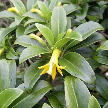 Scaevola glabra unspecified picture