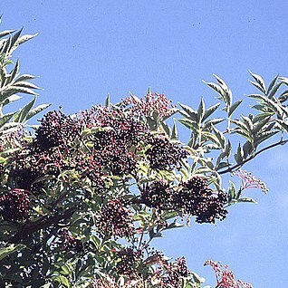 Sambucus peruviana unspecified picture