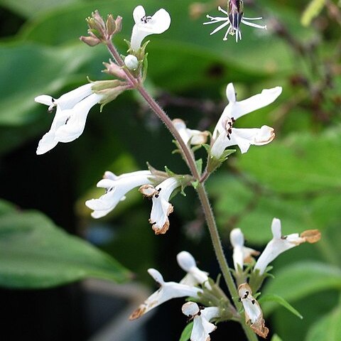 Phyllostegia parviflora unspecified picture