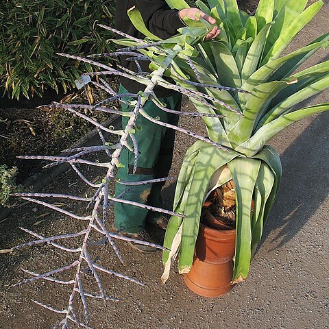 Tillandsia teres unspecified picture