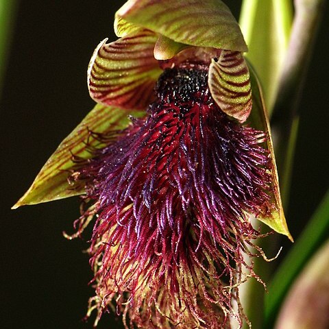 Calochilus platychilus unspecified picture