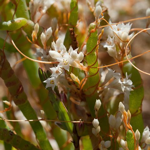 Cuscuta salina unspecified picture