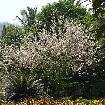 Cassia bakeriana unspecified picture