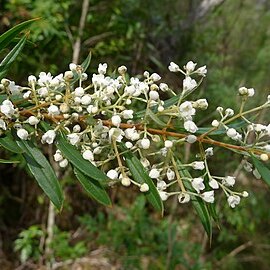 Logania albiflora unspecified picture