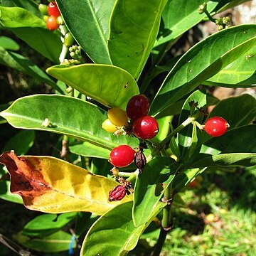 Psychotria mariana unspecified picture