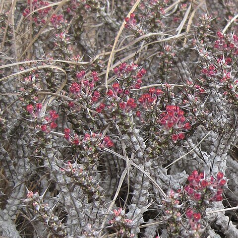 Euphorbia unicornis unspecified picture