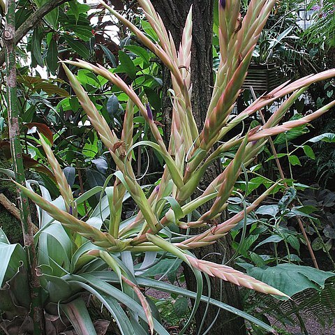 Tillandsia sueae unspecified picture