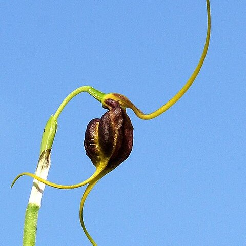 Masdevallia trochilus unspecified picture