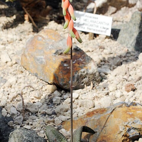 Gasteria vlokii unspecified picture