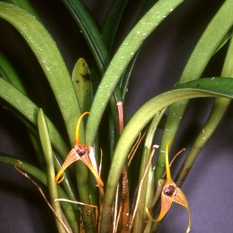 Masdevallia rigens unspecified picture