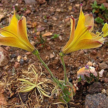 Alstroemeria kingii unspecified picture