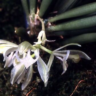 Seegeriella pinifolia unspecified picture