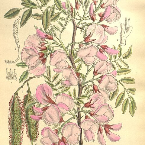 Robinia hispida var. kelseyi unspecified picture