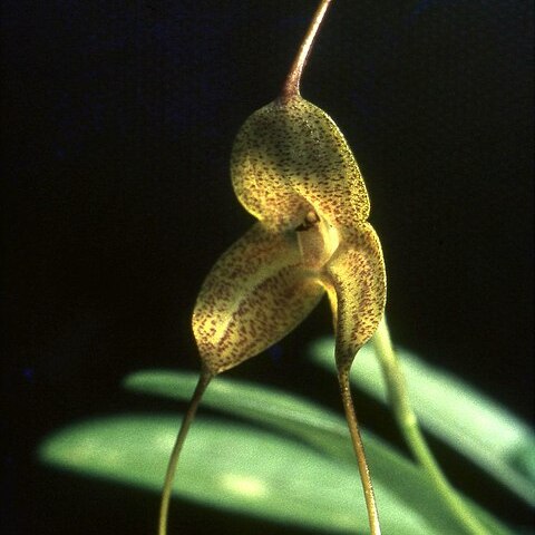 Masdevallia instar unspecified picture