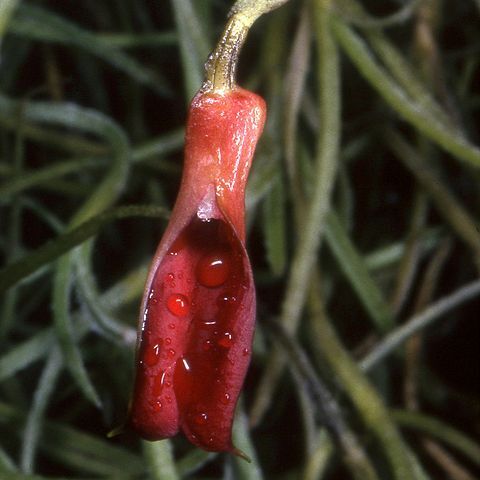 Masdevallia deformis unspecified picture