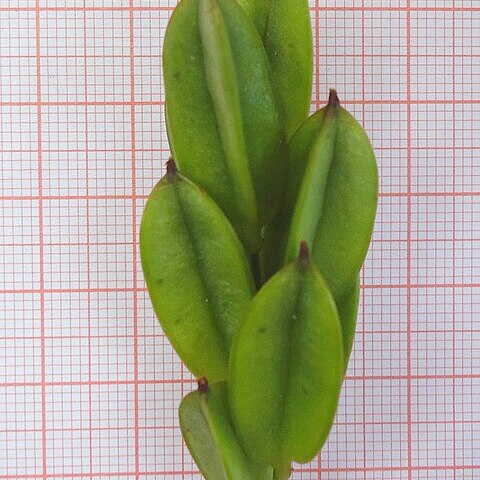 Dioscorea sincorensis unspecified picture