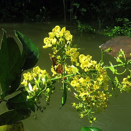 Hiraea fagifolia unspecified picture