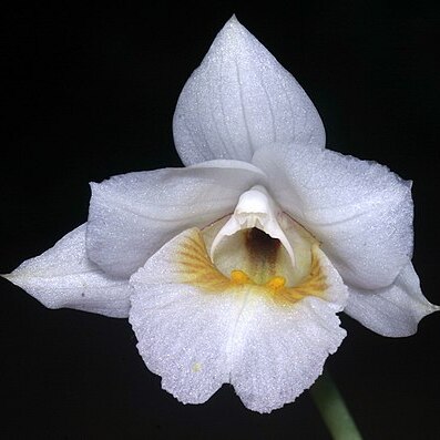 Phaius fragilis unspecified picture