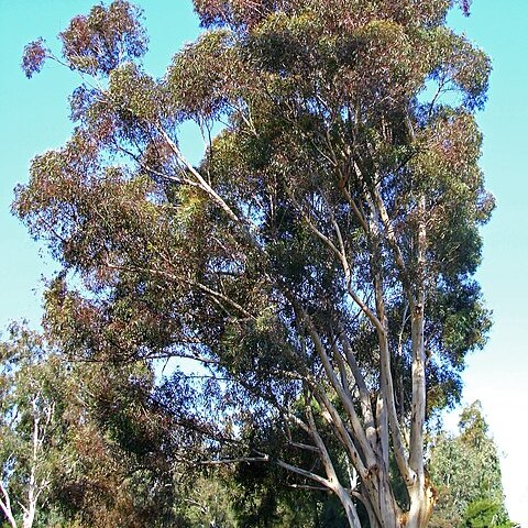 Eucalyptus cladocalyx unspecified picture