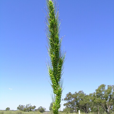 Echinochloa inundata unspecified picture