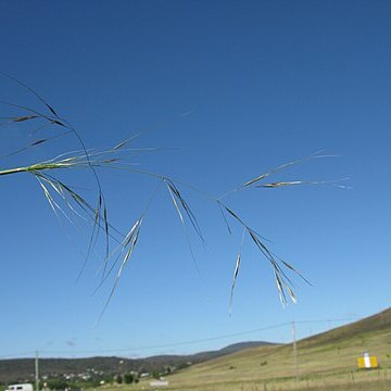 Austrostipa bigeniculata unspecified picture