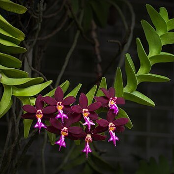 Trichoglottis atropurpurea unspecified picture