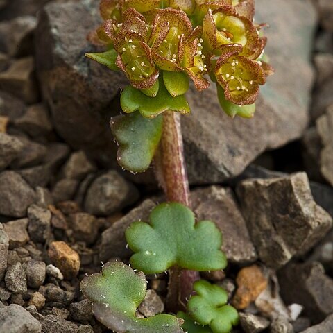 Chrysosplenium wrightii unspecified picture