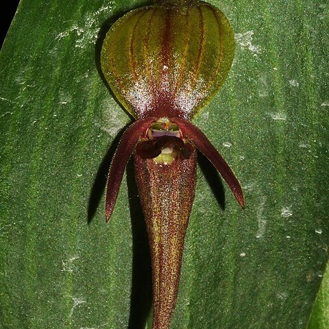 Pleurothallis sarcochila unspecified picture