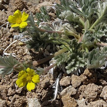 Potentilla pseudosericea unspecified picture