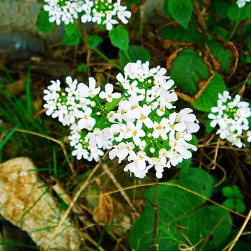 Pachyphragma unspecified picture