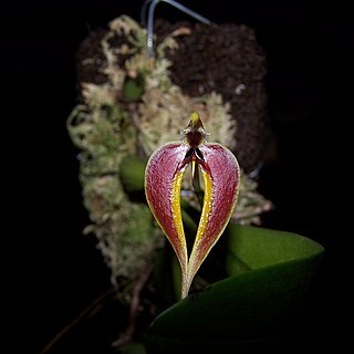 Bulbophyllum maxillare unspecified picture