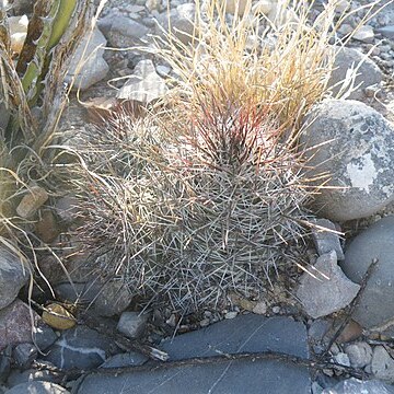 Coryphantha pseudoechinus unspecified picture