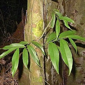 Heteropsis oblongifolia unspecified picture