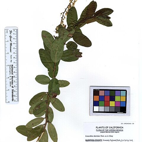 Leucothoe davisiae unspecified picture