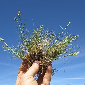 Rytidosperma carphoides unspecified picture