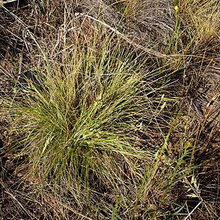 Rytidosperma erianthum unspecified picture