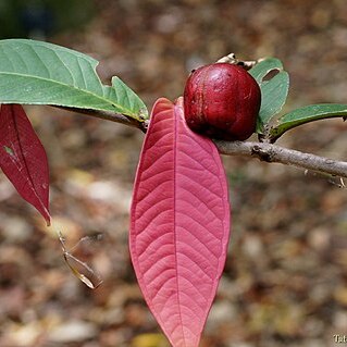 Syzygium erythrocalyx unspecified picture