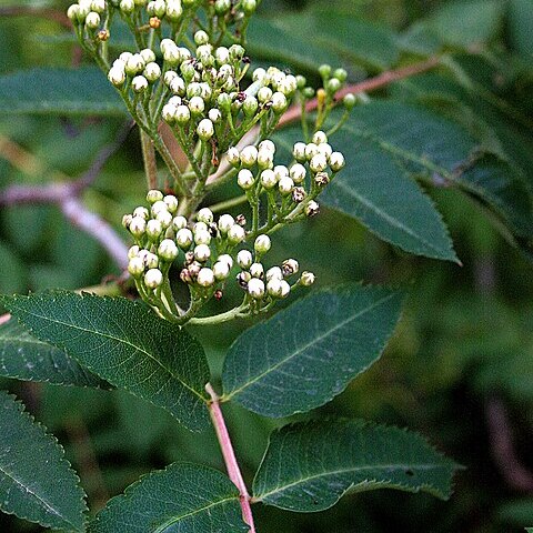 Sorbus decora unspecified picture