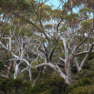 Eucalyptus coccifera unspecified picture